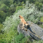 Der König der Löwen/Hunde