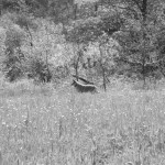 Frieda auf Wiese S/W