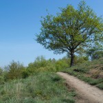 Weg zum Baum